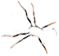 ant-legs