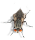 fly-body