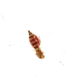 mosquito-body