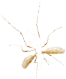 mosquito-legs