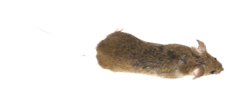 mouse-body